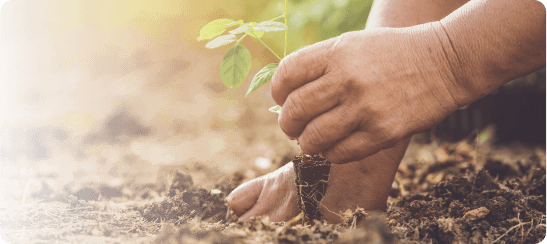 Tło sekcji jak sadzimy